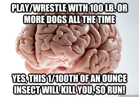Play/wrestle with 100 lb. or more dogs all the time yes, this 1/100th of an ounce insect will kill you, so run!  Scumbag Brain