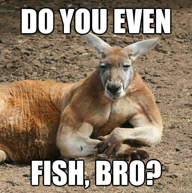 do you even fish, bro? - do you even fish, bro?  kangaroo bro