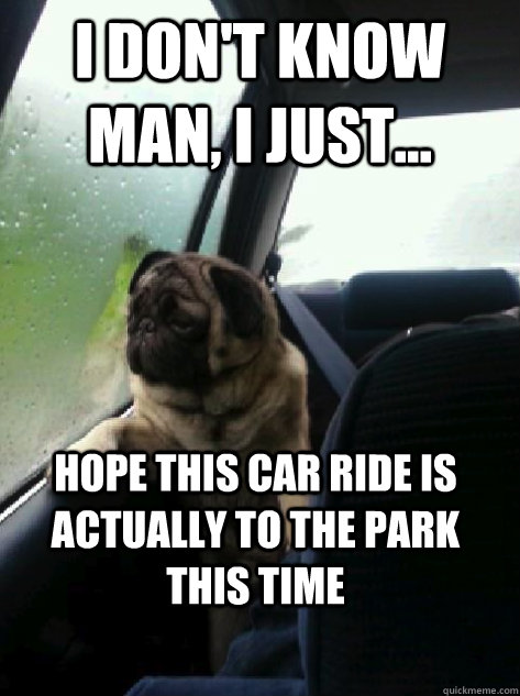 I don't know man, I just... hope this car ride is actually to the park this time  Introspective Pug