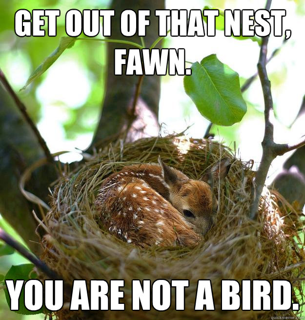 Get out of that nest, Fawn. You are not a bird.  Fawn In Nest