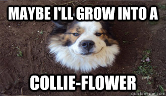 Maybe I'll grow into a  Collie-flower  