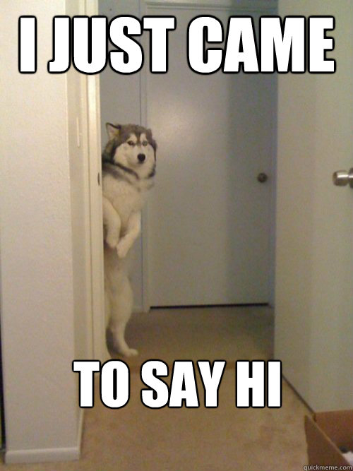 I JUST CAME TO SAY HI - I JUST CAME TO SAY HI  awkward husky