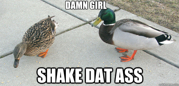 damn girl
 shake dat ass - damn girl
 shake dat ass  Actual Advice Duck
