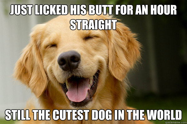 just licked his butt for an hour straight still the cutest dog in the world  