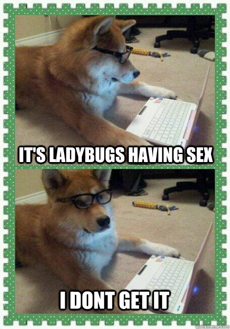 It's ladybugs having sex I dont get it - It's ladybugs having sex I dont get it  I dont get it dog