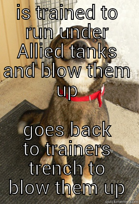 IS TRAINED TO RUN UNDER ALLIED TANKS AND BLOW THEM UP GOES BACK TO TRAINERS TRENCH TO BLOW THEM UP Good Dog Greg