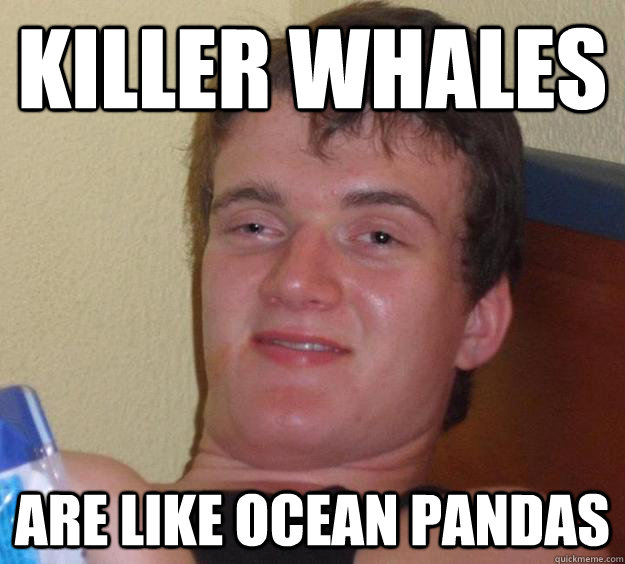 Killer whales are like ocean pandas - Killer whales are like ocean pandas  10 Guy