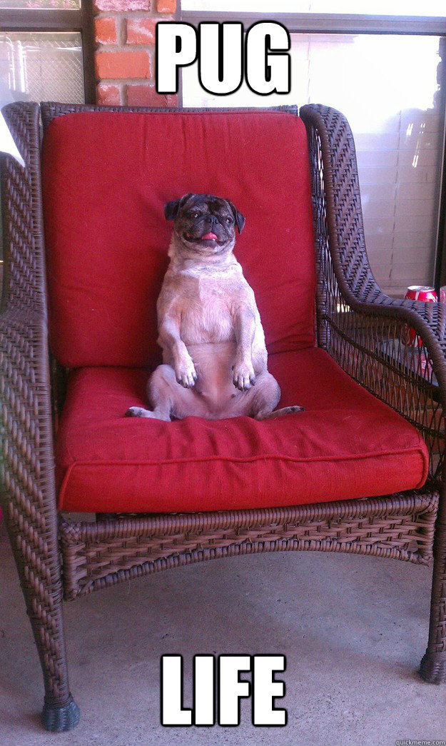 pug life  Pug Life