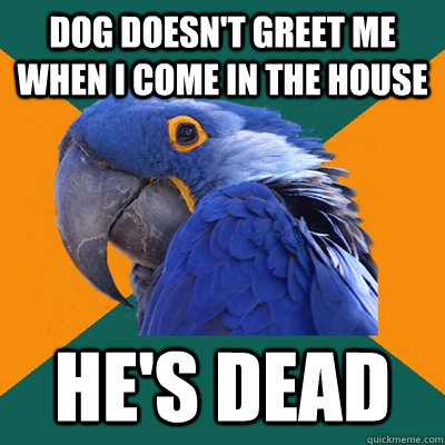 DOG doesn't greet me when i come in the house he's dead  Paranoid Parrot