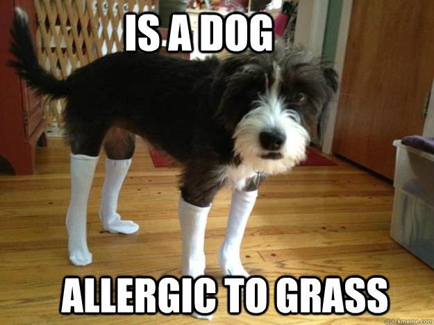 is a dog allergic to grass  