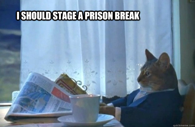 I should stage a prison break - I should stage a prison break  Sophisticated Cat