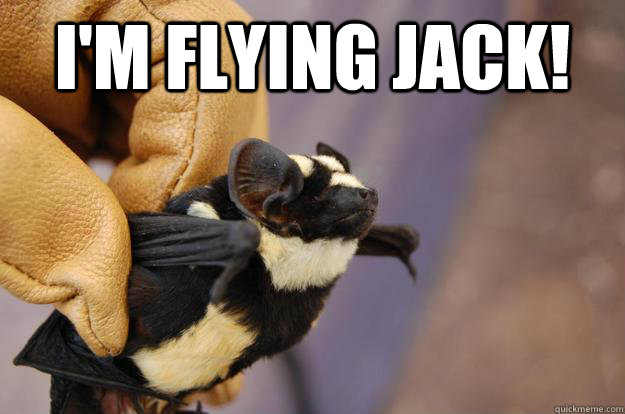 I'm flying Jack!   Optimistic Bat