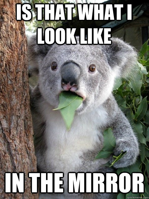 Is that what i look like IN THE MIRROR - Is that what i look like IN THE MIRROR  Surprised Koala