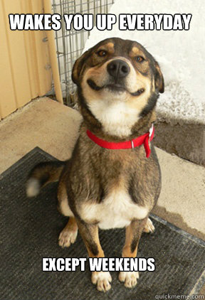 Wakes you up everyday Except Weekends  Good Dog Greg
