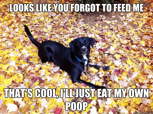 Looks like you forgot to feed me That's cool, I'll just eat my own poop - Looks like you forgot to feed me That's cool, I'll just eat my own poop  Guilt Giving Good Dog