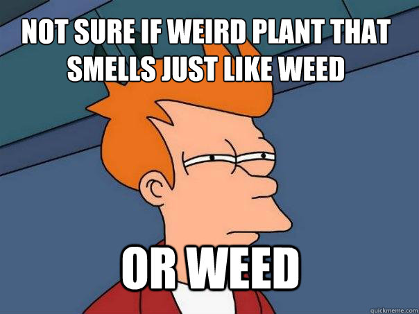 not sure if weird plant that smells just like weed or weed  Futurama Fry