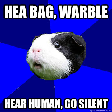 Hea bag, warble Hear human, go silent - Hea bag, warble Hear human, go silent  Jumpy Guinea Pig