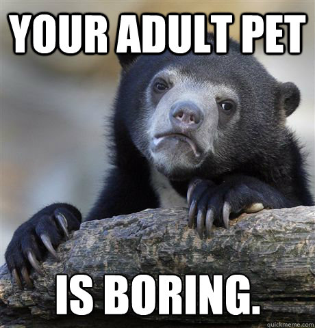 your adult pet is boring.  Confession Bear