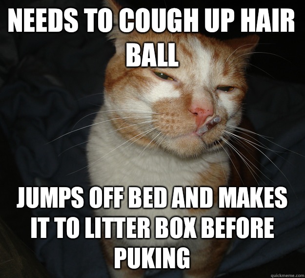 Needs to cough up hair ball Jumps off bed and makes it to litter box before puking  Good Guy Cat