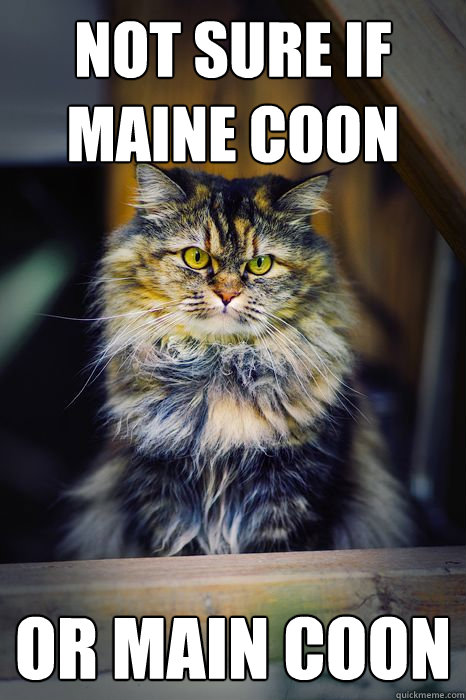 Not sure if Maine Coon or Main coon  Displeased Cat