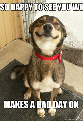 Is So happy to see you when you get home makes a bad day ok  Good Dog Greg