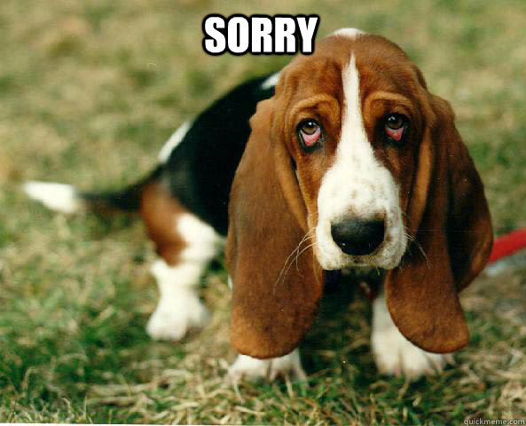 Sorry  - Sorry   Basset Hound of guilt