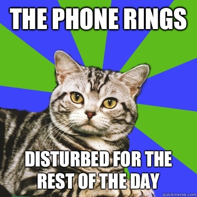 The phone rings  Disturbed for the rest of the day - The phone rings  Disturbed for the rest of the day  Introvert Cat