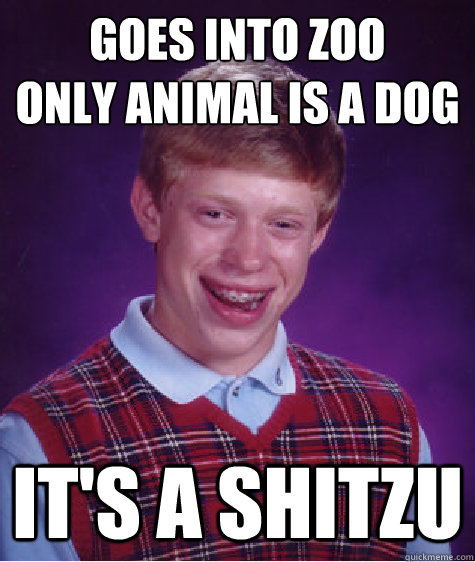 Goes into zoo
Only animal is a dog It's a shitzu  Bad Luck Brian