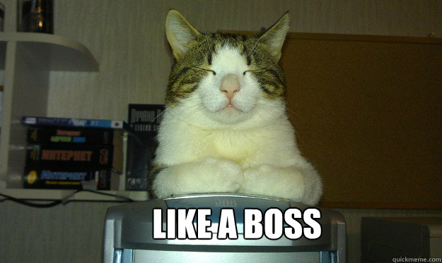 Like a boss  Boss cat