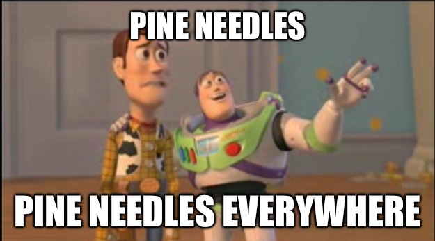 Pine Needles Pine Needles Everywhere - Pine Needles Pine Needles Everywhere  Misc