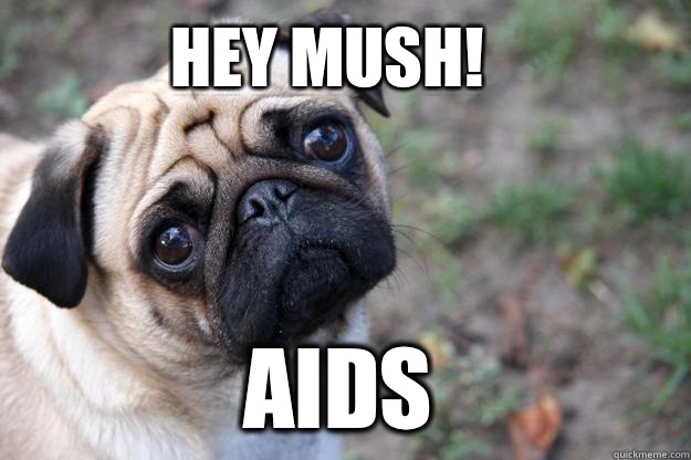 Hey Mush!  AIDS  First World Dog problems