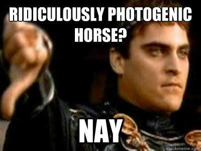 Ridiculously Photogenic Horse? Nay  Downvoting Roman