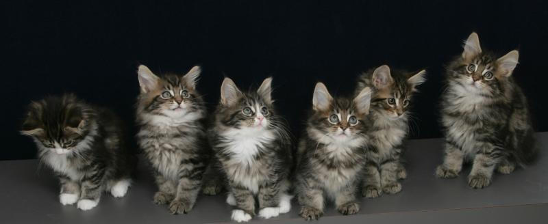 WELCOM TO ... KITTY KINGDOM!  Success Kid