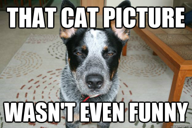 That cat picture wasn't even funny - That cat picture wasn't even funny  Unimpressed Dog