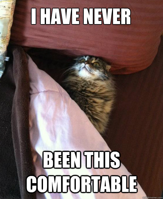 Bed Cat memes quickmeme