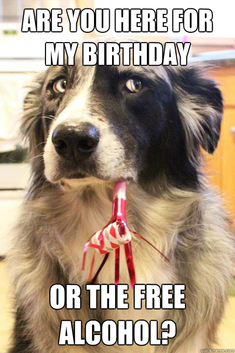 Are you here for my birthday or the free alcohol? - Are you here for my birthday or the free alcohol?  Skeptical Party Dog