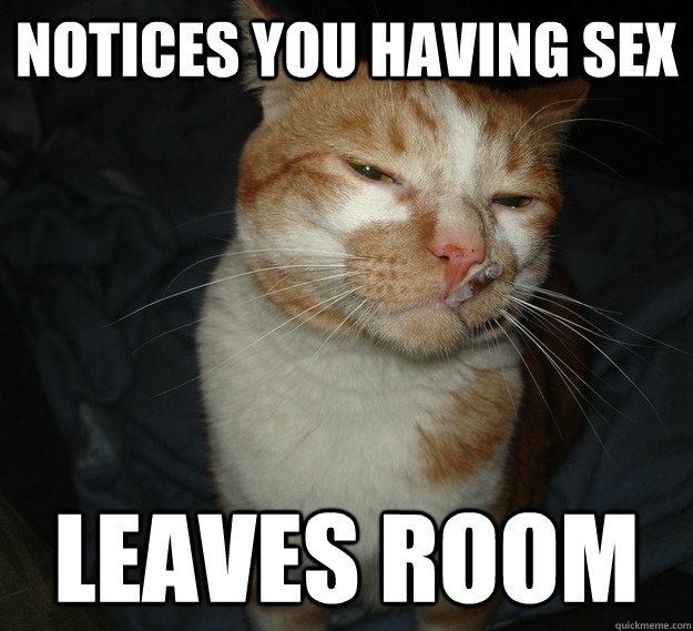 Notices you having sex Leaves room  Good Guy Cat