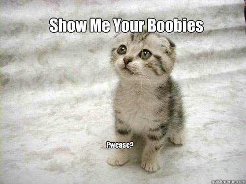 Show Me Your Boobies Pwease? - Show Me Your Boobies Pwease?  Begging Cat meme