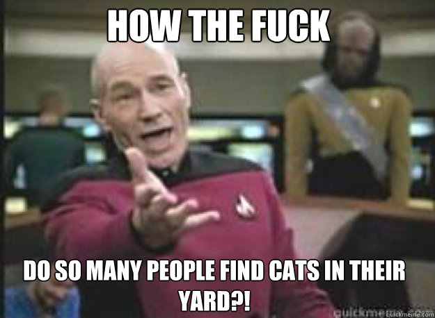 HOW THE FUCK DO SO MANY PEOPLE FIND CATS IN THEIR YARD?!  What the Fuck