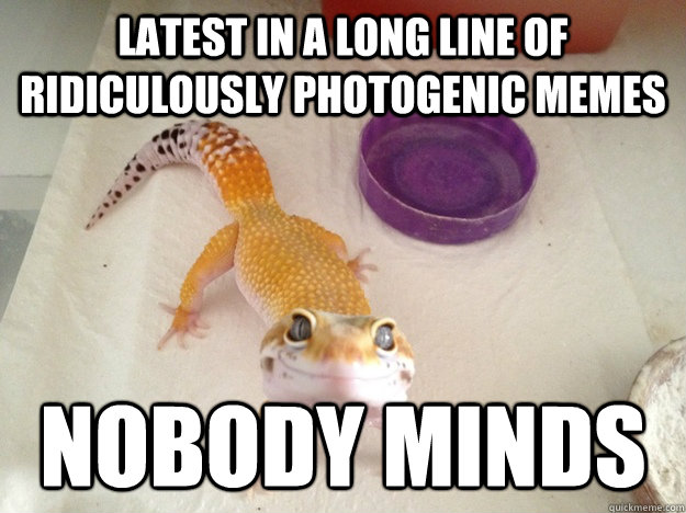 Latest in a long line of Ridiculously Photogenic Memes Nobody minds - Latest in a long line of Ridiculously Photogenic Memes Nobody minds  Ridiculously Photogenic Gecko
