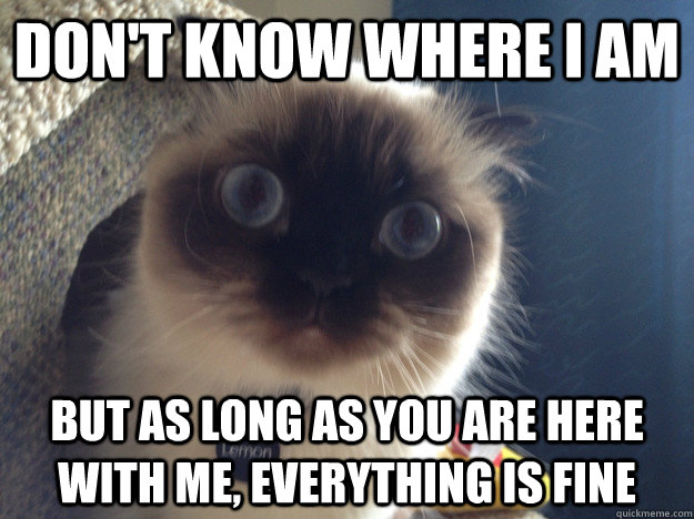 Don't know where I am But as long as you are here with me, everything is fine  Needy Cat