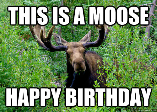 This is a moose Happy Birthday - This is a moose Happy Birthday  Birthday moose