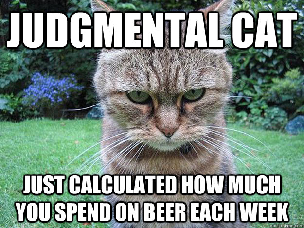 judgmental Cat just calculated how much you spend on beer each week  - judgmental Cat just calculated how much you spend on beer each week   Misc