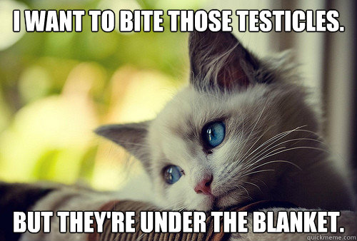 I want to bite those testicles. But they're under the blanket.   First World Cat Problems