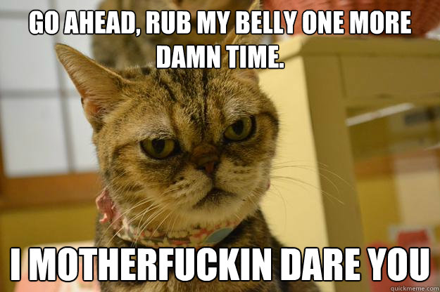 go ahead, rub my belly one more damn time. I motherfuckin dare you  Angry Cat