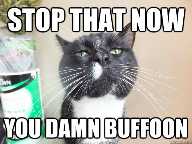 Stop that now You damn buffoon - Stop that now You damn buffoon  snob cat
