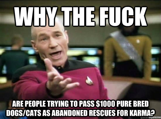 Why the fuck are people trying to pass $1000 pure bred dogs/cats as abandoned rescues for karma? - Why the fuck are people trying to pass $1000 pure bred dogs/cats as abandoned rescues for karma?  Annoyed Picard HD