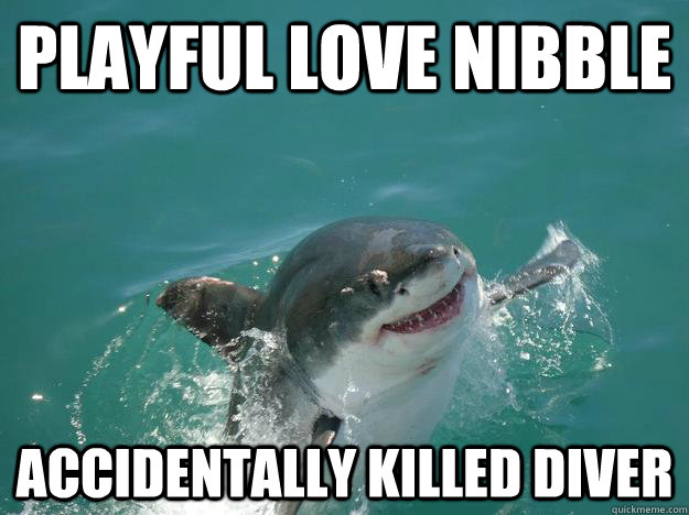 Playful Love nibble Accidentally killed diver  Misunderstood Shark