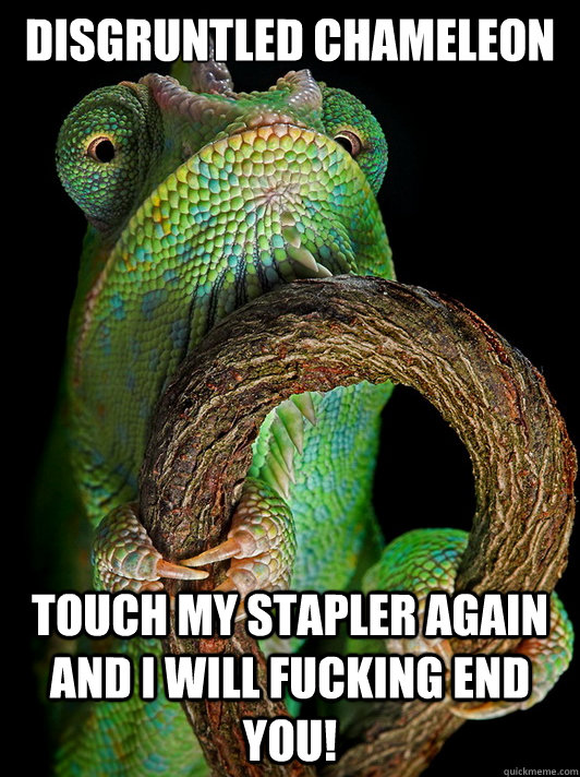 Disgruntled Chameleon Touch my stapler again and I will fucking end you!  