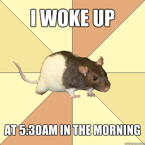 i woke up at 5:30am in the morning  Redundant Rat